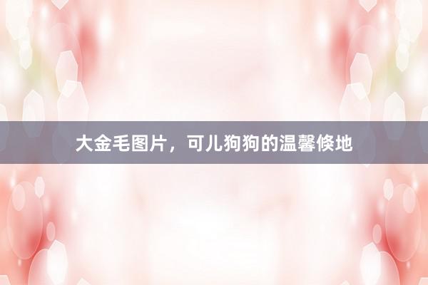 大金毛图片，可儿狗狗的温馨倏地